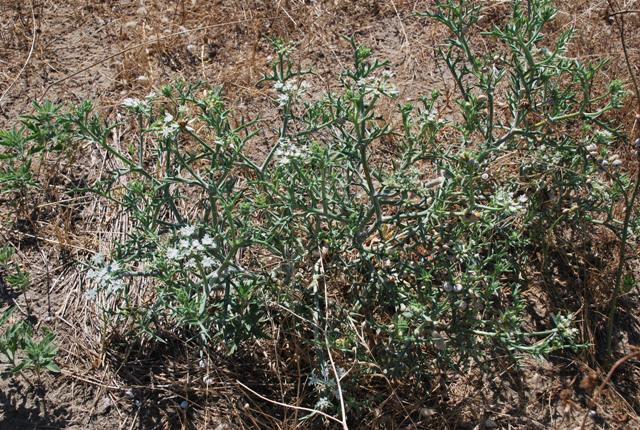 Echinophora spinosa